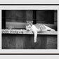 Istanbul Cat Street Black And White Photography Print Poster