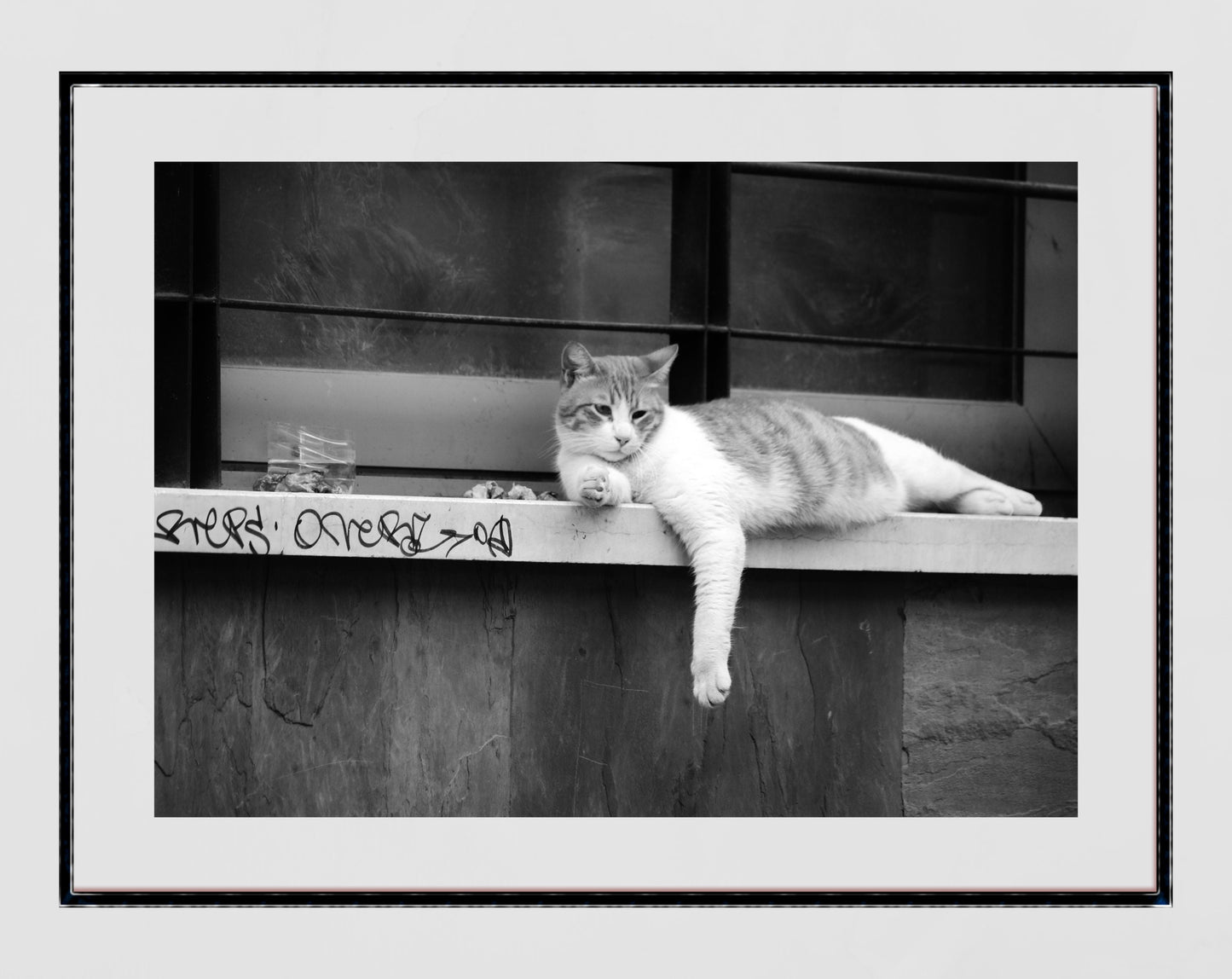 Istanbul Cat Street Black And White Photography Print Poster