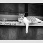 Istanbul Cat Street Black And White Photography Print Poster