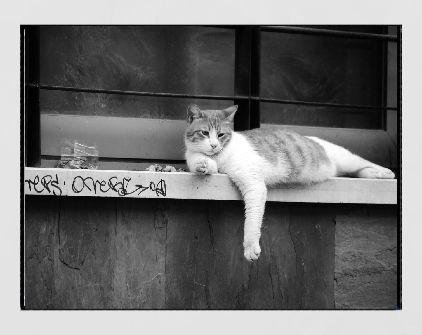 Istanbul Cat Street Black And White Photography Print Poster