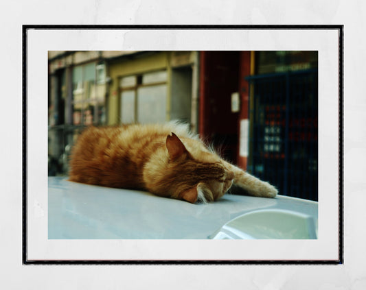 Istanbul Ginger Street Cat Sleeping Poster Photography Print