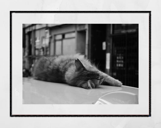 Istanbul Street Cat Sleeping Black And White Poster Photography Print