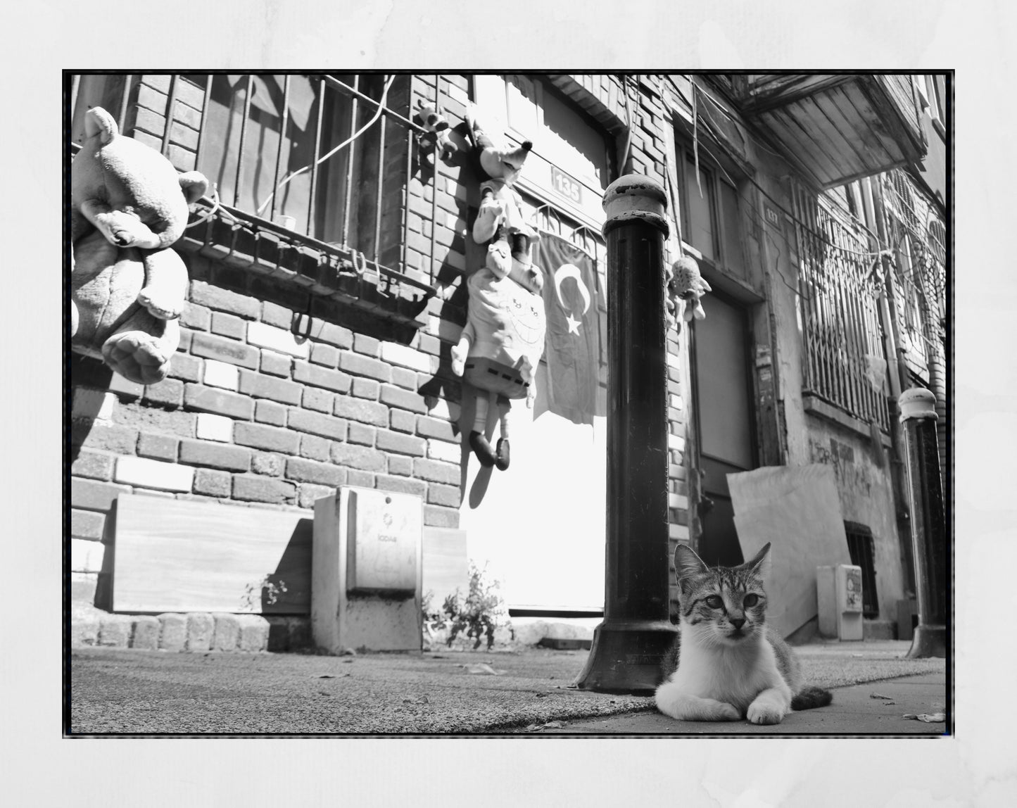 Istanbul Cat Street Black And White Photography Print Wall Art