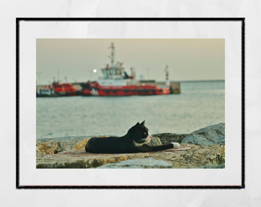 Istanbul Cat Uskudar Bosphorus Poster Photography Print