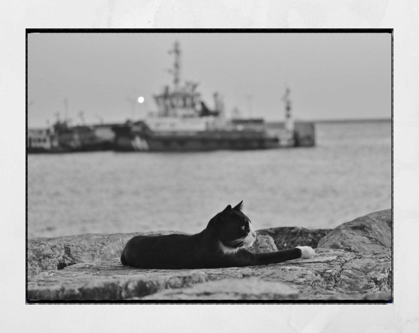 Istanbul Cat Uskudar Bosphorus Black And White Poster Photography Print