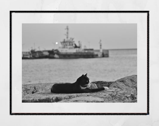 Istanbul Cat Uskudar Bosphorus Black And White Poster Photography Print