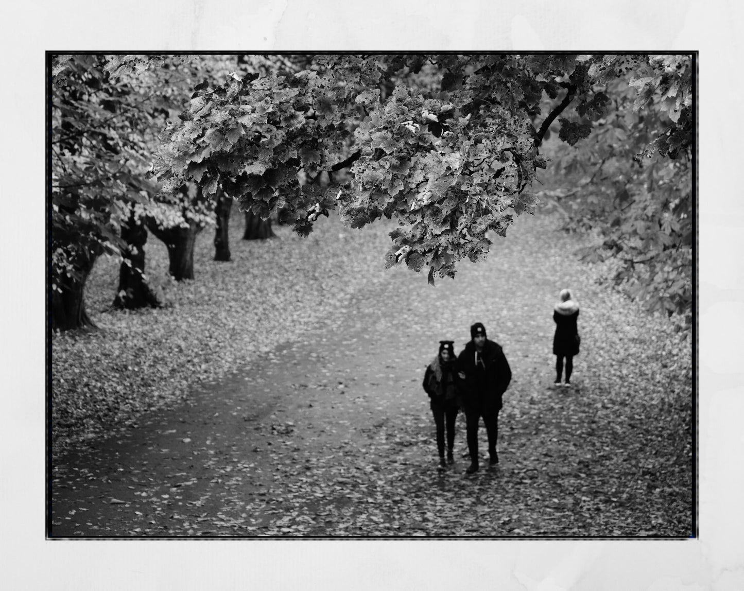 Autumn Fall Glasgow Queen's Park Black And White Photography Print Wall Art