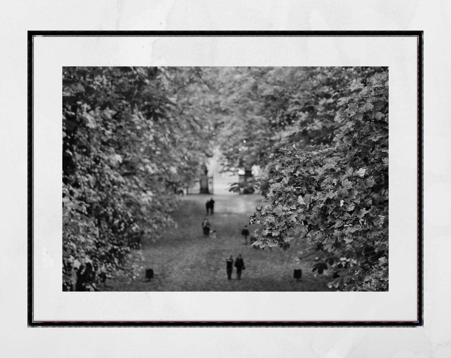 Glasgow Queen's Park Autumn Fall Foliage Black And White Photography Print Poster Wall Art