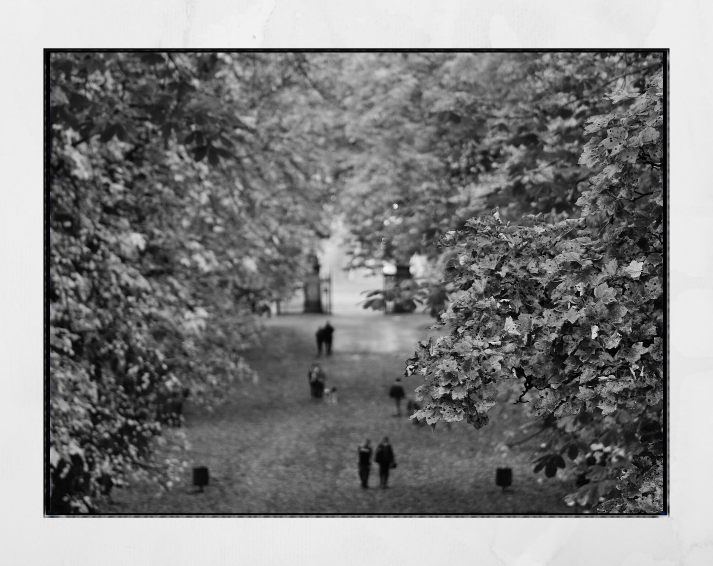 Glasgow Queen's Park Autumn Fall Foliage Black And White Photography Print Poster Wall Art