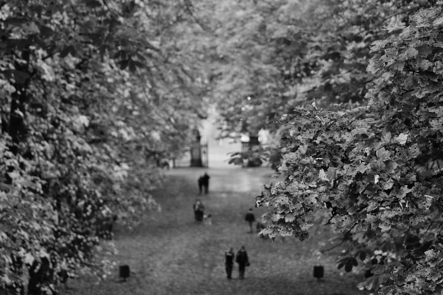 Glasgow Queen's Park Autumn Fall Foliage Black And White Photography Print Poster Wall Art