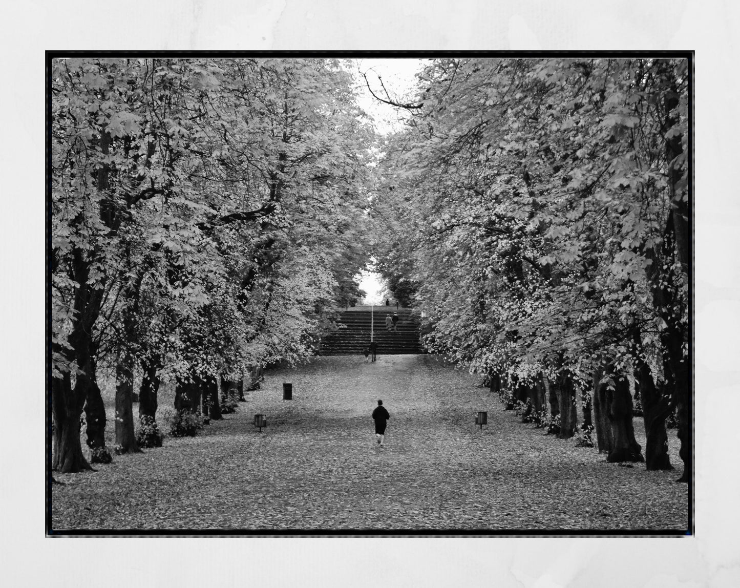 Glasgow Queen's Park Autumn Fall Foliage Black And White Photography Print Wall Art