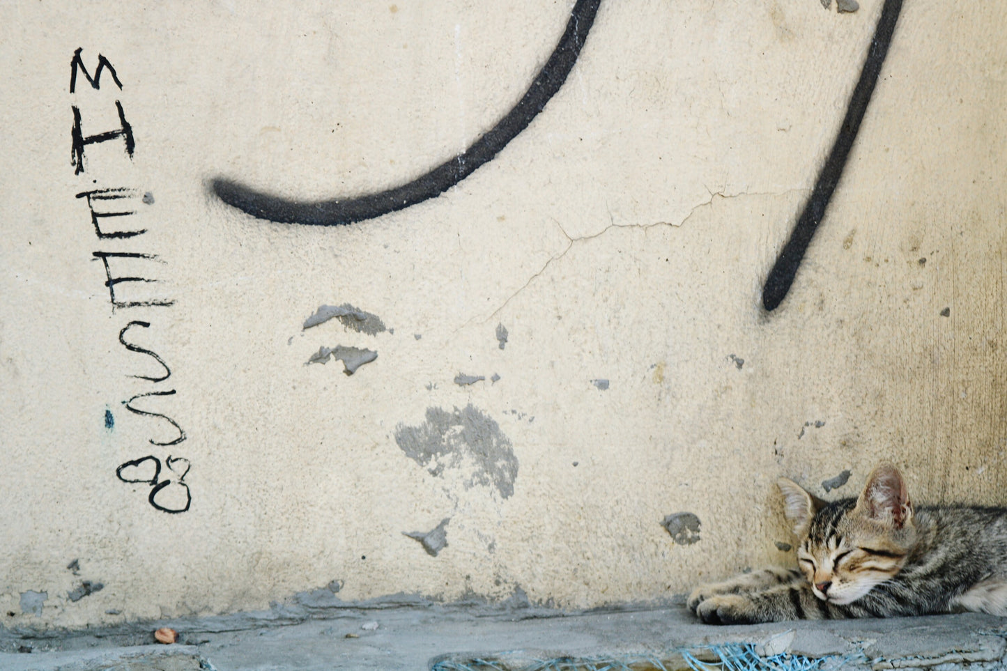 Istanbul Cat Graffiti Street Photography Print Poster