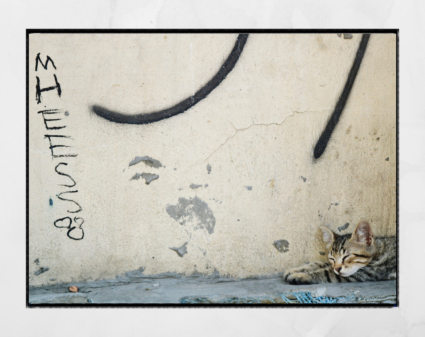 Istanbul Cat Graffiti Street Photography Print Poster