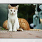Istanbul Cat Kitten Street Photography Print Poster