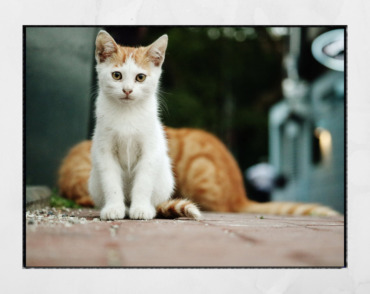 Istanbul Cat Kitten Street Photography Print Poster