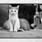 Istanbul Cat Kitten Street Black And White Photography Print Poster