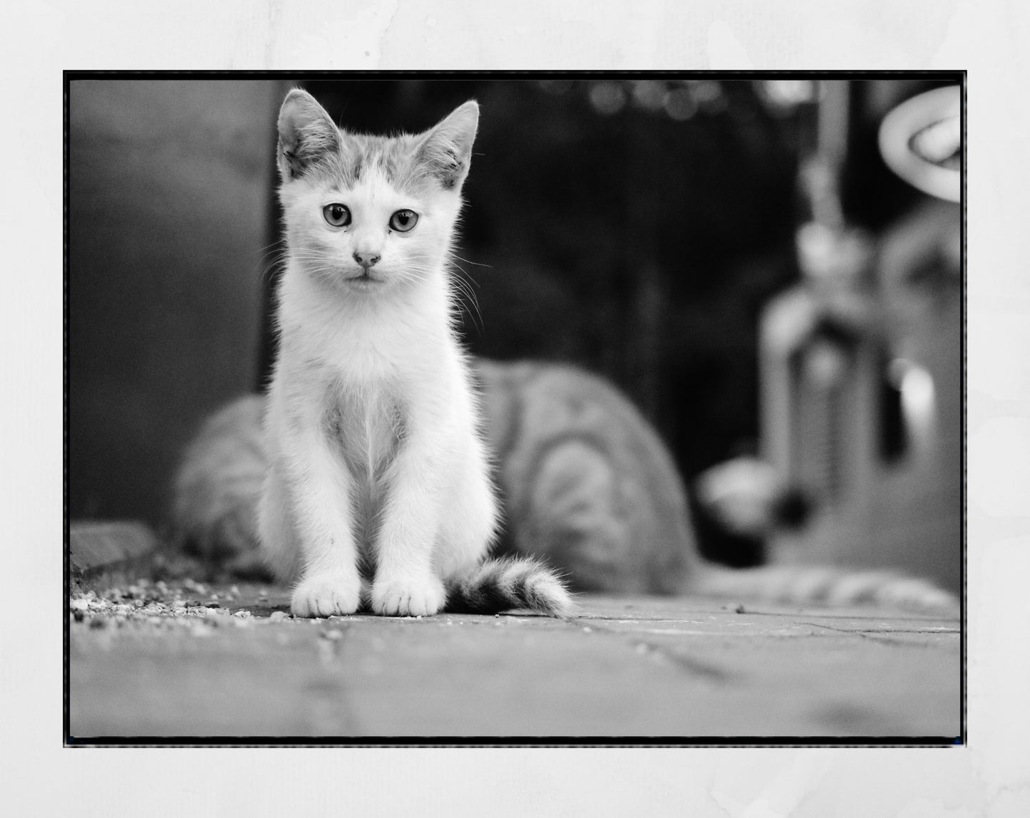 Istanbul Cat Kitten Street Black And White Photography Print Poster