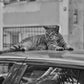 Istanbul Tabby Cat Street Poster Photography Print