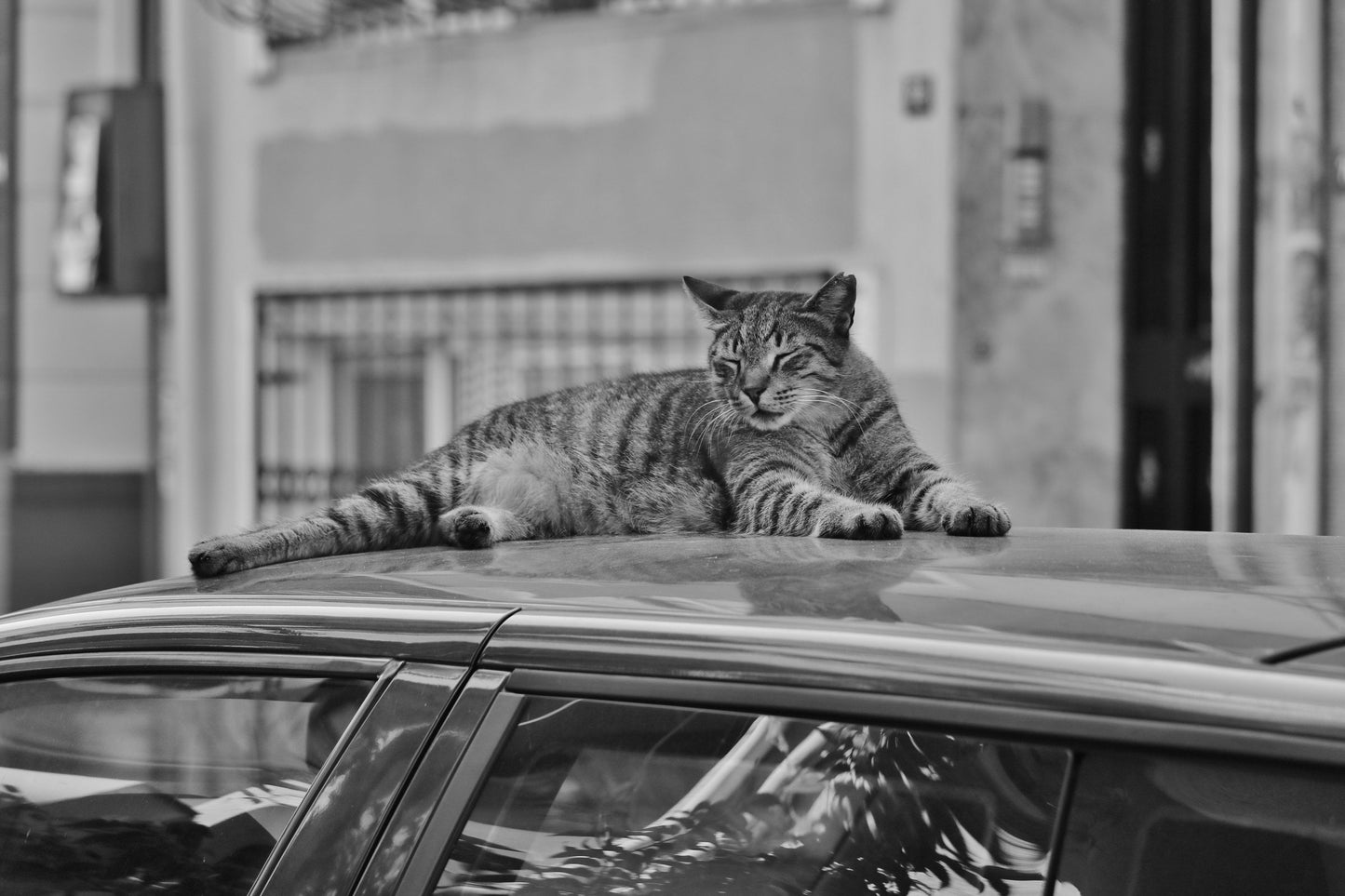 Istanbul Tabby Cat Street Poster Photography Print