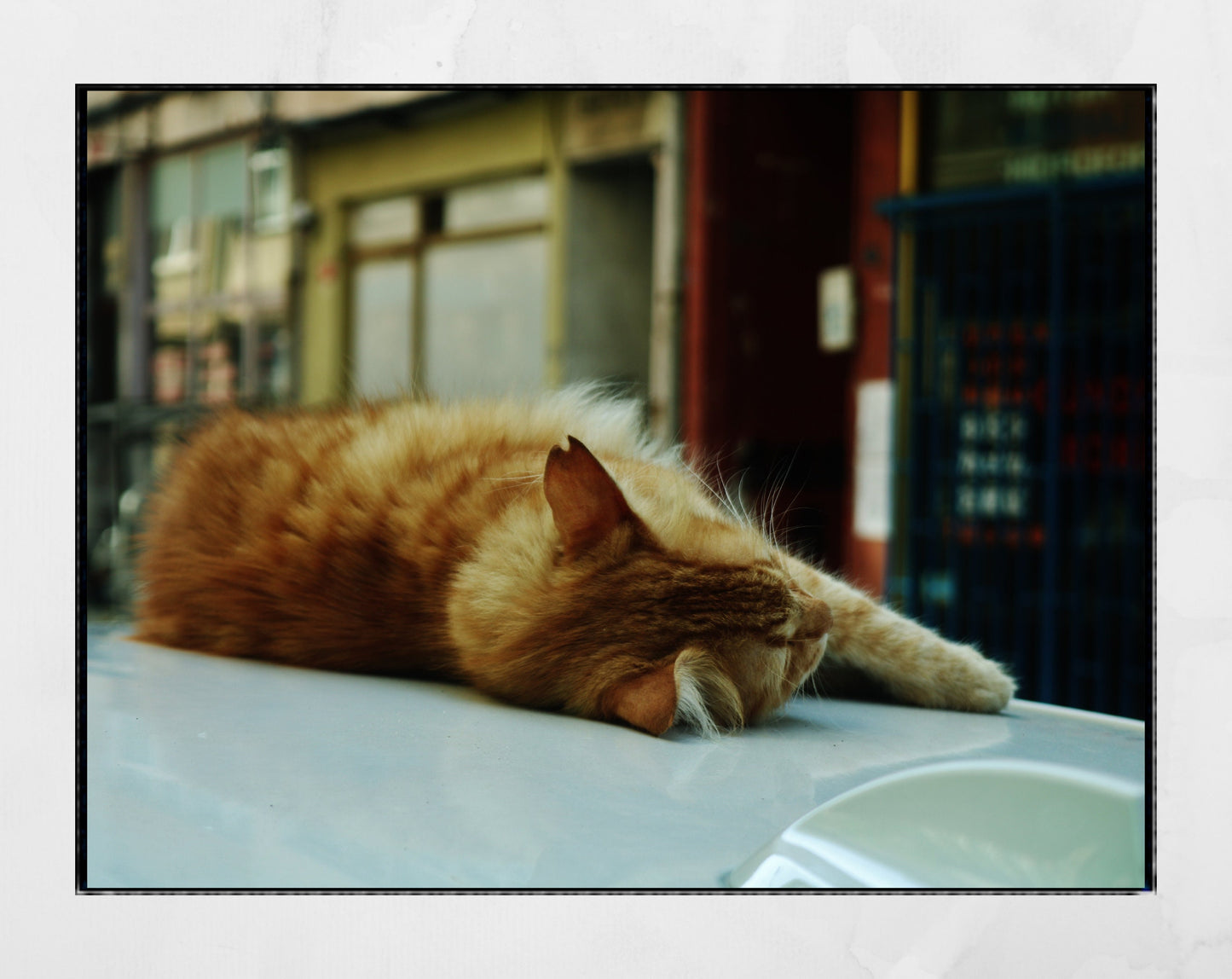 Istanbul Ginger Street Cat Sleeping Poster Photography Print