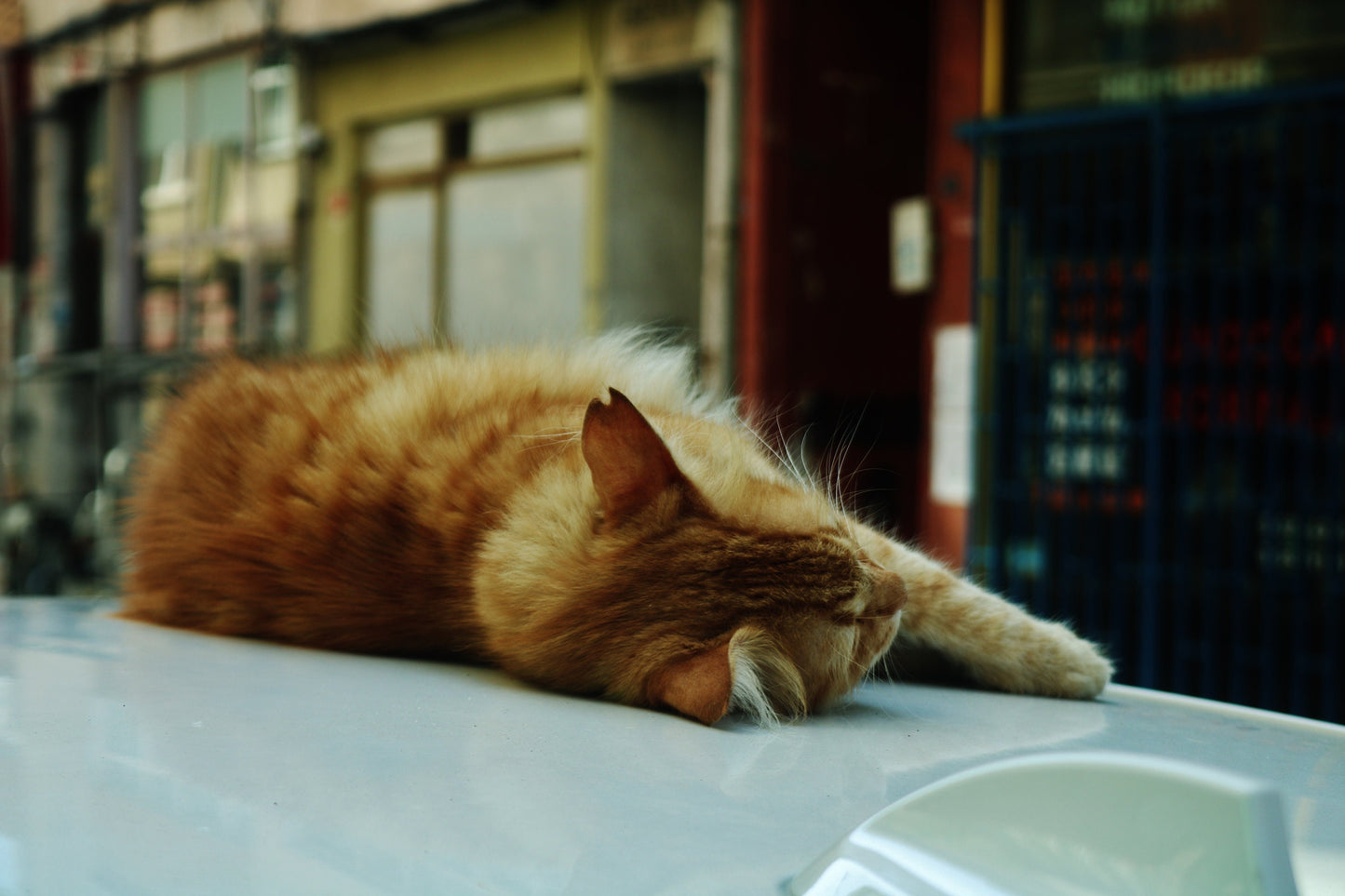 Istanbul Ginger Street Cat Sleeping Poster Photography Print