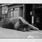 Istanbul Street Cat Sleeping Black And White Poster Photography Print