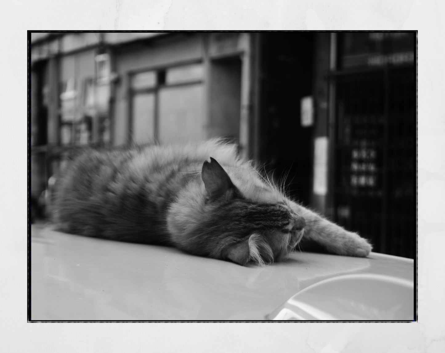 Istanbul Street Cat Sleeping Black And White Poster Photography Print