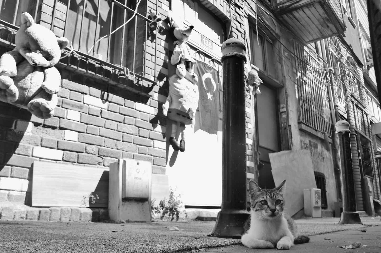 Istanbul Cat Street Black And White Photography Print Wall Art