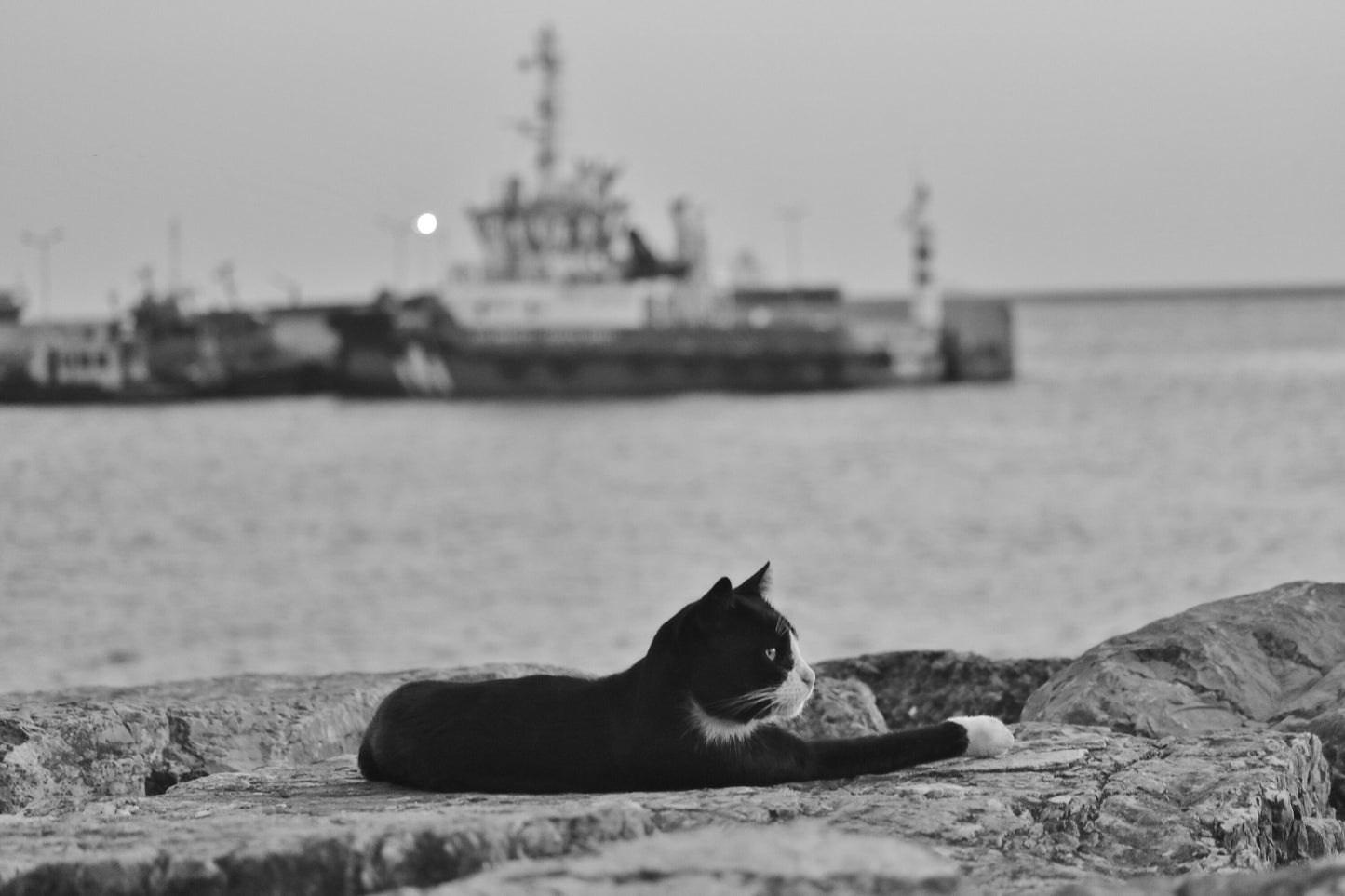 Istanbul Cat Uskudar Bosphorus Black And White Poster Photography Print