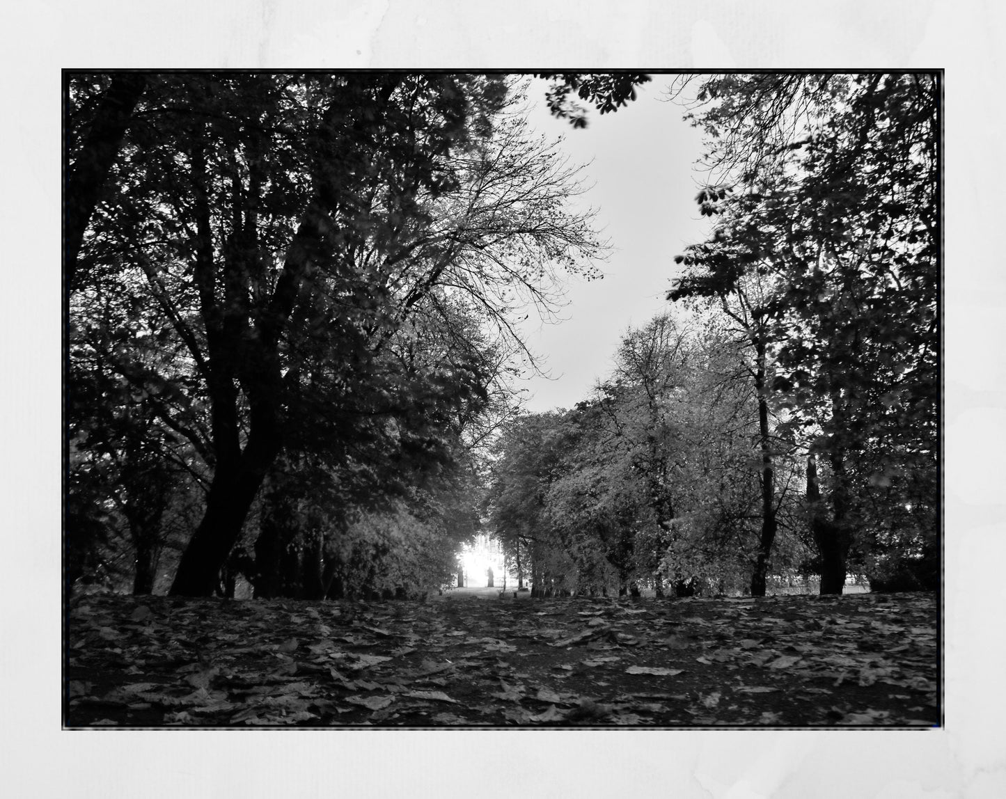 Autumn Fall Glasgow Queen's Park Black And White Photography Print