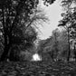 Autumn Fall Glasgow Queen's Park Black And White Photography Print