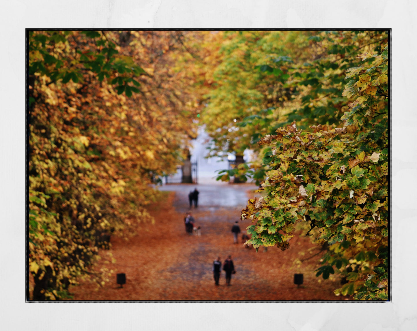 Glasgow Queen's Park Autumn Fall Photography Print Poster Wall Art