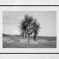 Palm Tree Print Rothesay Poster Isle Of Bute Black And White Wall Art