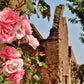 Dumfries Scotland Poster Sweetheart Abbey Rose Photography Print