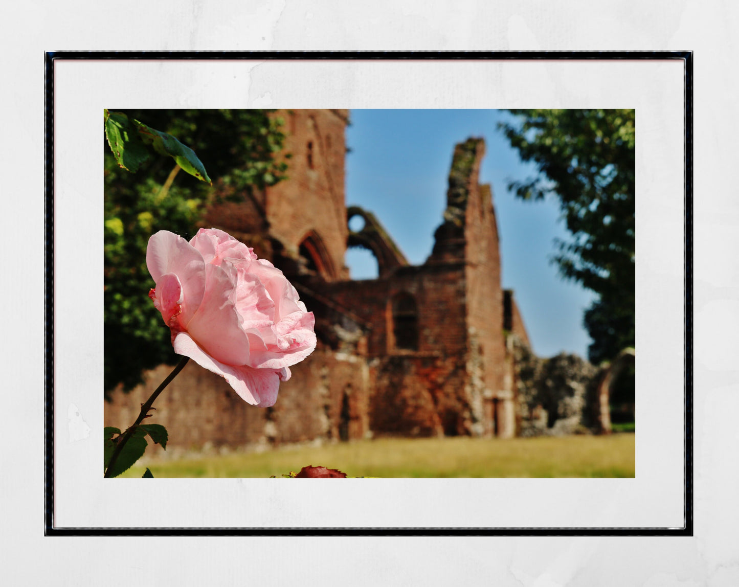 Dumfries Poster Sweetheart Abbey Rose Photography Print