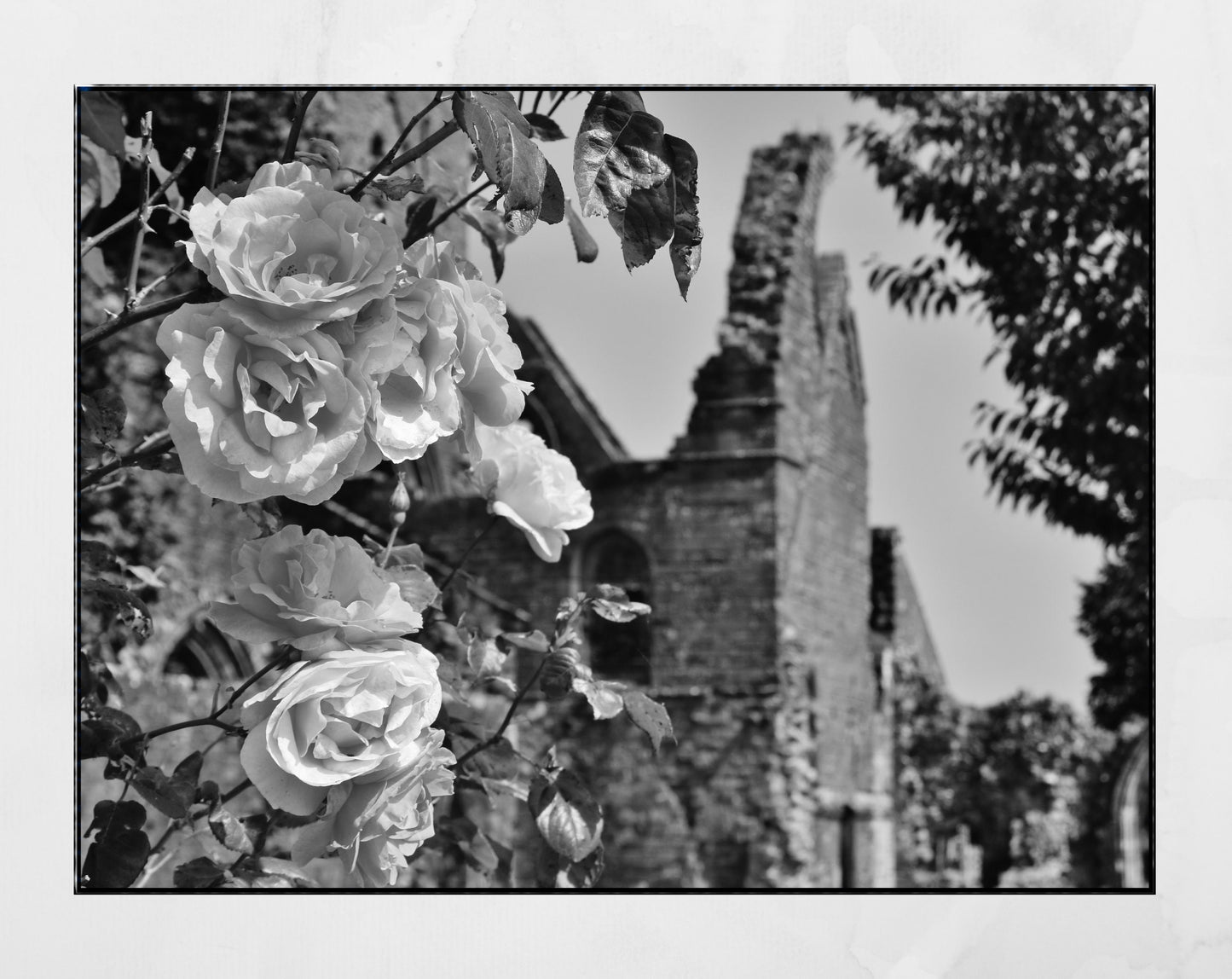 Dumfries Scotland Poster Sweetheart Abbey Rose Black And White Photography Print