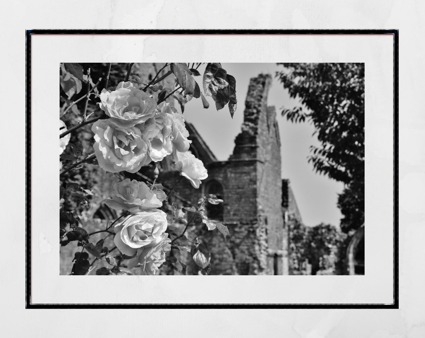 Dumfries Scotland Poster Sweetheart Abbey Rose Black And White Photography Print