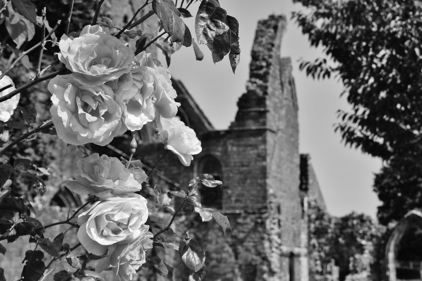 Dumfries Scotland Poster Sweetheart Abbey Rose Black And White Photography Print