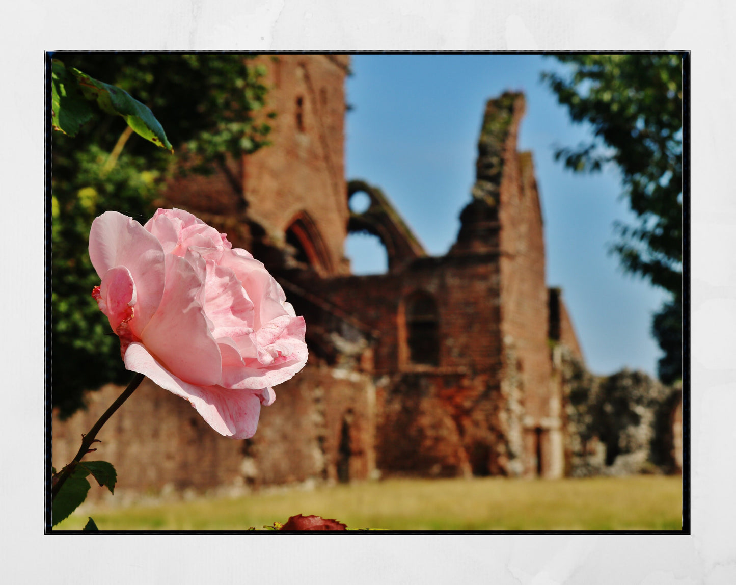 Dumfries Poster Sweetheart Abbey Rose Photography Print