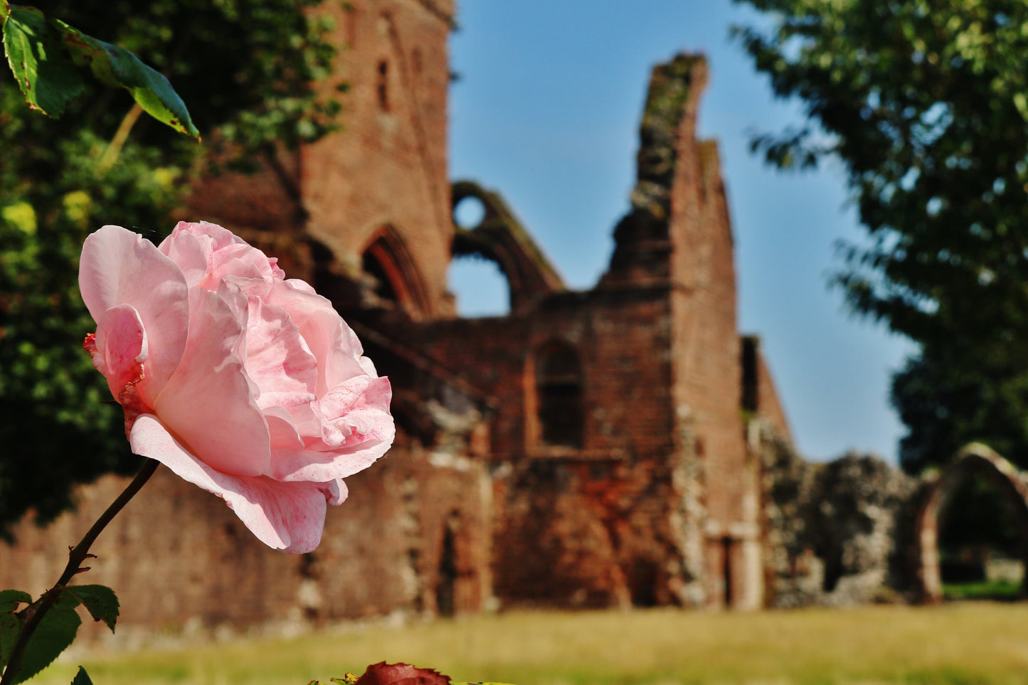 Dumfries Poster Sweetheart Abbey Rose Photography Print