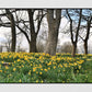 Glasgow Queen's Park Spring Daffodils Photography Print