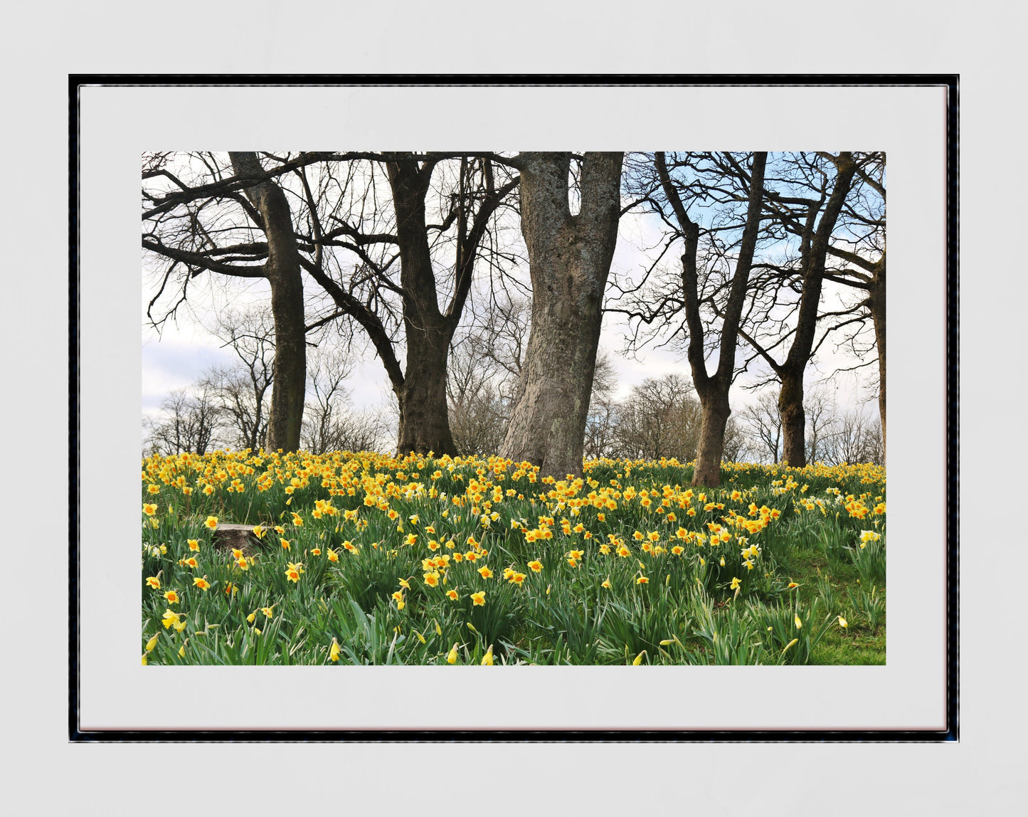 Glasgow Queen's Park Spring Daffodils Photography Print
