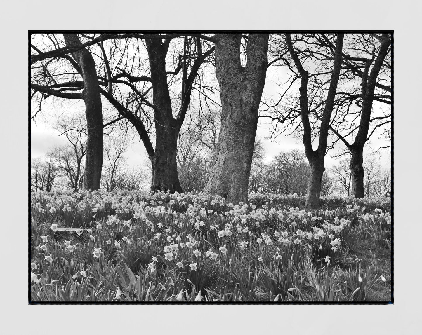 Glasgow Queen's Park Spring Daffodils Black And White Photography Print