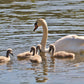 Swan And Cygnets Print Glasgow Queen's Park Photography