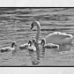Swan And Cygnets Print Glasgow Queen's Park Black And White Photography