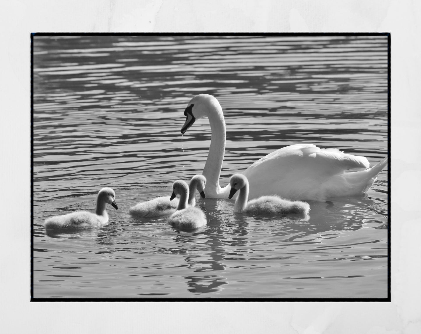 Swan And Cygnets Print Glasgow Queen's Park Black And White Photography