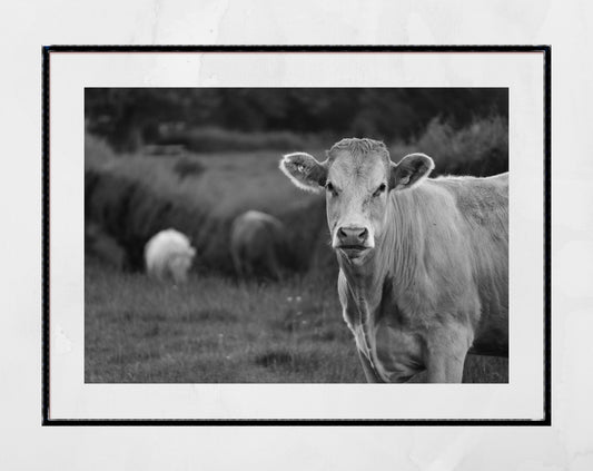 Cow Black And White Photography Print