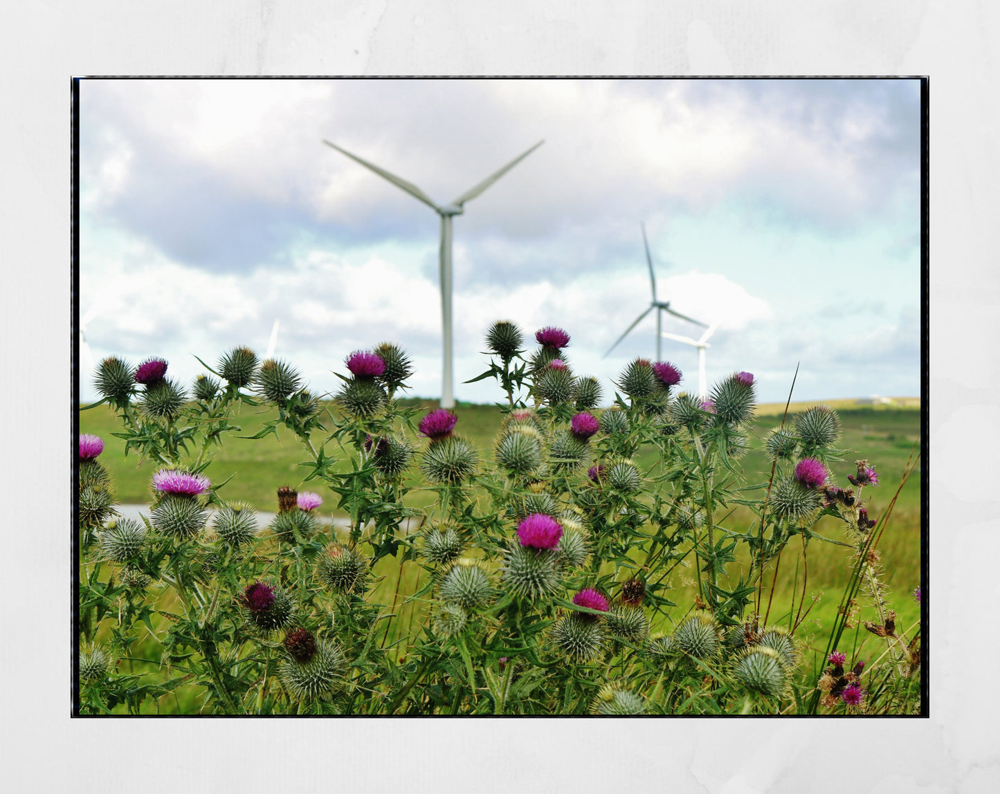 Whitelees Wind Farm Scottish Thistle Photography Print