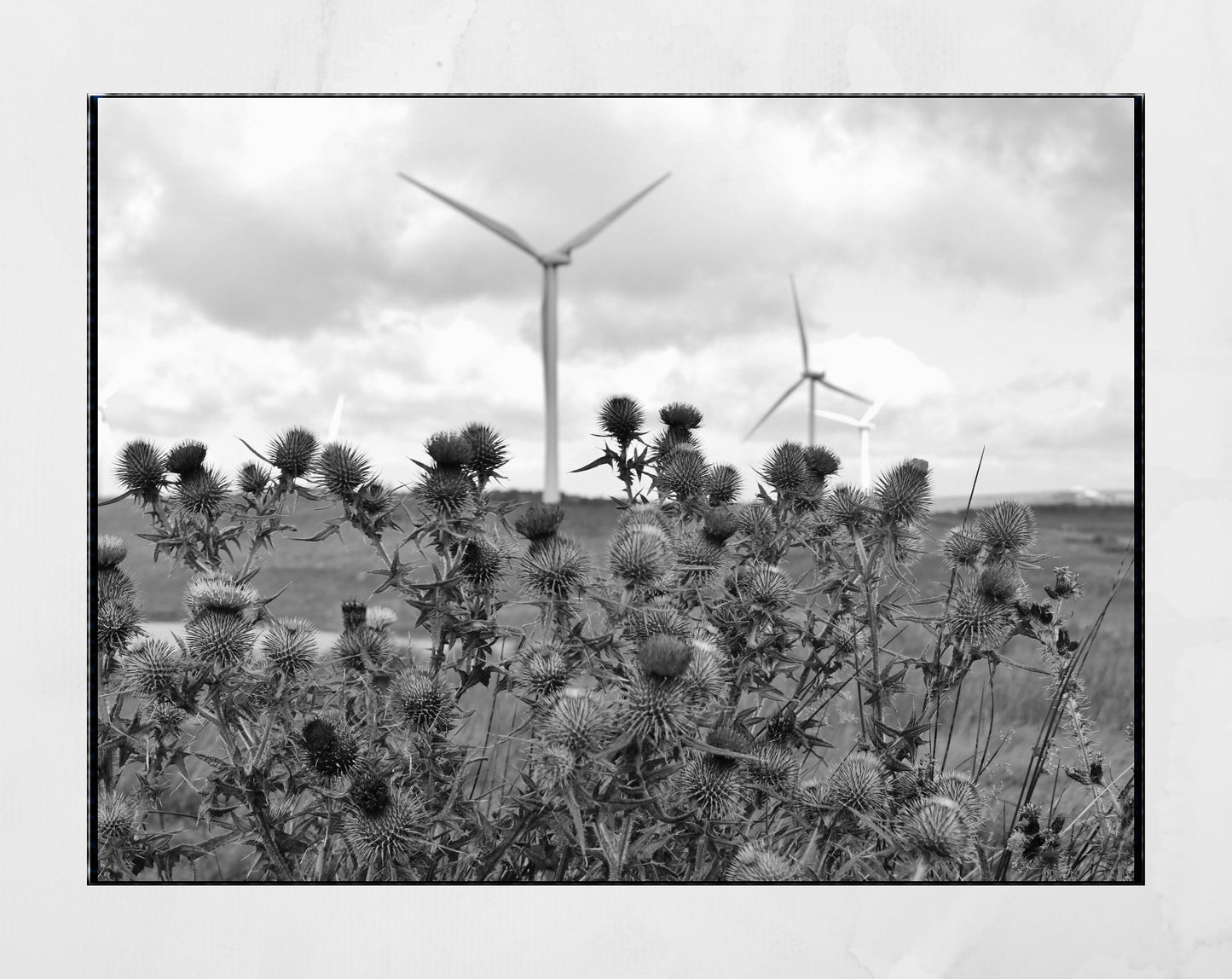 Whitelees Wind Farm Scottish Thistle Black And White Photography Print