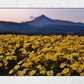 Isle of Arran Scotland Print Flowers Landscape Photography